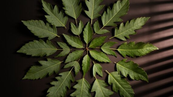 Neem Leaves (Azadirachta Indica Dried Leaf) 