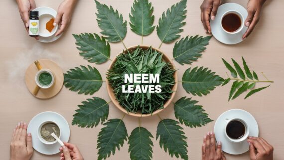 Neem Leaves Description