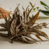 close-up shot of dried neem leaves